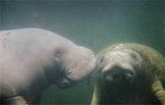Manatee Photography by Greg Geffner