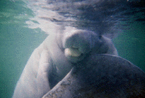 Manatee Photography