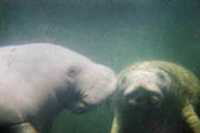 Greg Geffner, manatee and calf photo