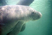 Greg Geffner, manatee side view photo