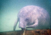 Greg Geffner, baby manatee teething photo