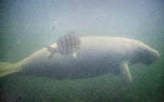 Greg Geffner, manatee and pearch  photo