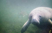 Greg Geffner, manatee photo