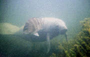Greg Geffner, pearch and manatee photo
